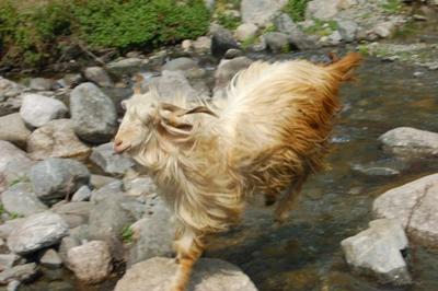 Cashmere Pashmina Goat